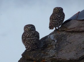 les 2 chouettes